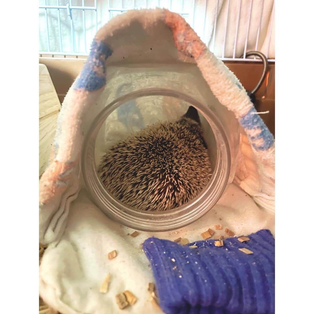 秋乃ゆにさんのインスタグラム写真 - (秋乃ゆにInstagram)「🦔🐈猫瓶シリーズ🦔🐈 . 砂浴び場を試行錯誤した結果、猫瓶にたどり着きました お気に入りの場所ができてるみたいでうれしいな 自由なぐーすかぴー🛌 . #🦔 #ハリネズミ #はりねずみ #ハリモグラ #はりもぐハーリー #はりねずみのまりも #hedgehog #pygmyhedgehog」1月11日 17時26分 - yuniakino