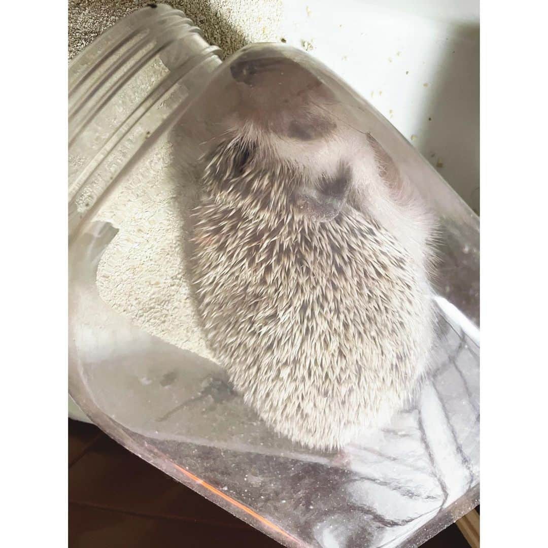 秋乃ゆにさんのインスタグラム写真 - (秋乃ゆにInstagram)「🦔🐈猫瓶シリーズ🦔🐈 . 砂浴び場を試行錯誤した結果、猫瓶にたどり着きました お気に入りの場所ができてるみたいでうれしいな 自由なぐーすかぴー🛌 . #🦔 #ハリネズミ #はりねずみ #ハリモグラ #はりもぐハーリー #はりねずみのまりも #hedgehog #pygmyhedgehog」1月11日 17時26分 - yuniakino
