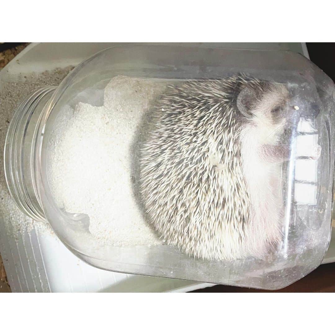 秋乃ゆにさんのインスタグラム写真 - (秋乃ゆにInstagram)「🦔🐈猫瓶シリーズ🦔🐈 . 砂浴び場を試行錯誤した結果、猫瓶にたどり着きました お気に入りの場所ができてるみたいでうれしいな 自由なぐーすかぴー🛌 . #🦔 #ハリネズミ #はりねずみ #ハリモグラ #はりもぐハーリー #はりねずみのまりも #hedgehog #pygmyhedgehog」1月11日 17時26分 - yuniakino