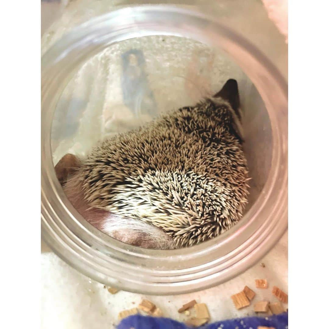 秋乃ゆにさんのインスタグラム写真 - (秋乃ゆにInstagram)「🦔🐈猫瓶シリーズ🦔🐈 . 砂浴び場を試行錯誤した結果、猫瓶にたどり着きました お気に入りの場所ができてるみたいでうれしいな 自由なぐーすかぴー🛌 . #🦔 #ハリネズミ #はりねずみ #ハリモグラ #はりもぐハーリー #はりねずみのまりも #hedgehog #pygmyhedgehog」1月11日 17時26分 - yuniakino