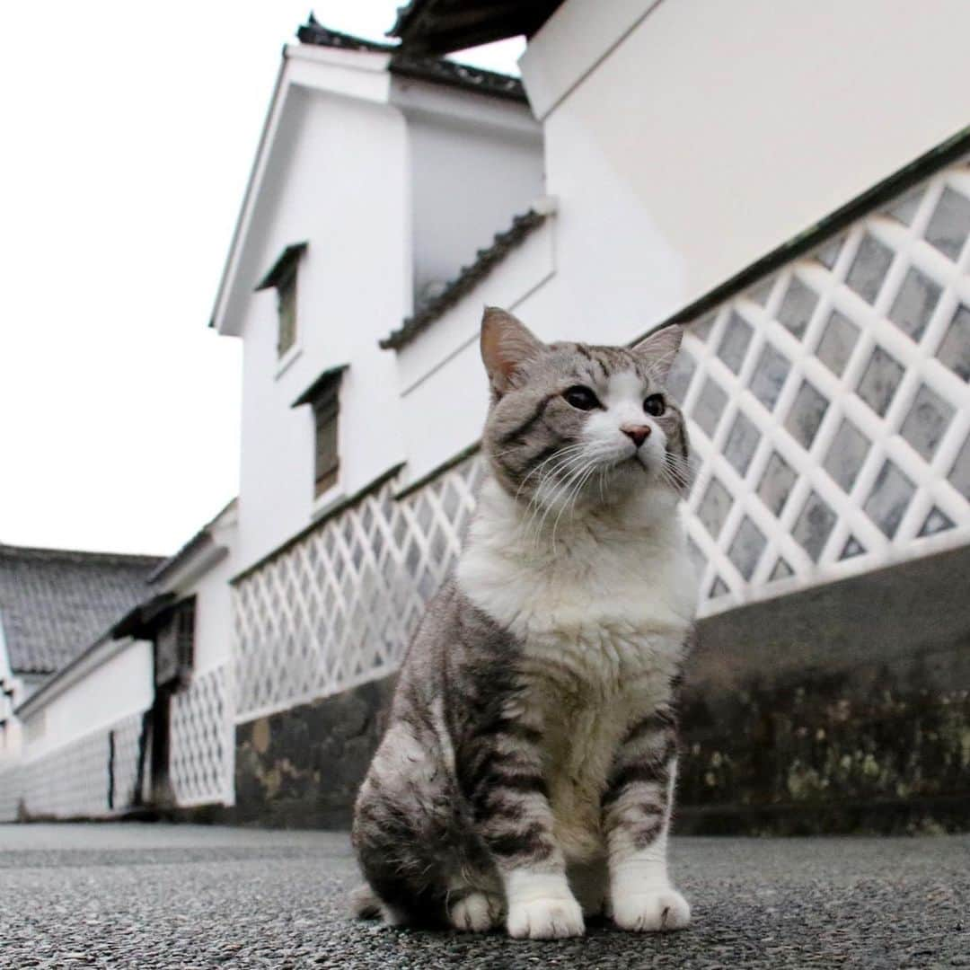 Nyankichi Noranekoさんのインスタグラム写真 - (Nyankichi NoranekoInstagram)「【世界文化遺産登録５周年記念パネル展を開催します！】 　 　「明治日本の産業革命遺産」世界遺産協議会（構成資産が所在する8県11市で構成，会長：鹿児島県知事）では，登録５周年を記念して，鹿児島空港においてパネル展を開催します😸  令和3年1月12日（火曜日）～1月22日（金曜日）鹿児島空港国内線ビル1階到着ロビー（観光案内所前）  また，先日，当フェイスブックで紹介した鹿児島出身猫「旅猫ニャン吉」をモデルに県内外の構成資産で撮影した写真も展示されます。  また，1月25日からイオンモール鹿児島においても開催しますので，ご旅行やお買い物の合間に，ご家族やお友達とご一緒にご覧ください。 お待ちしておりますにゃり😸  ○ 期間・場所 （1）令和3年1月12日（火曜日）～1月22日（金曜日）鹿児島空港国内線ビル1階到着ロビー（観光案内所前）  （2）令和3年1月25日（月曜日）～2月5日（金曜日）イオンモール鹿児島2階（衣料品店「ブールジュード」前）  猫 #cat #고양이 #แมว #貓 #кошка #wats #chat #ニャンスタグラム #gato #catsofinstagram #ねこ部 #旅猫 #cats #japan #猫写真 #ねこ #seekor #ネコ #kitty #パトロール #kucing #kucinglucu #世界文化遺産 #明治日本の産業革命遺産 #世界遺産登録5周年 #写真展」1月11日 17時27分 - noraneko_nyankichi