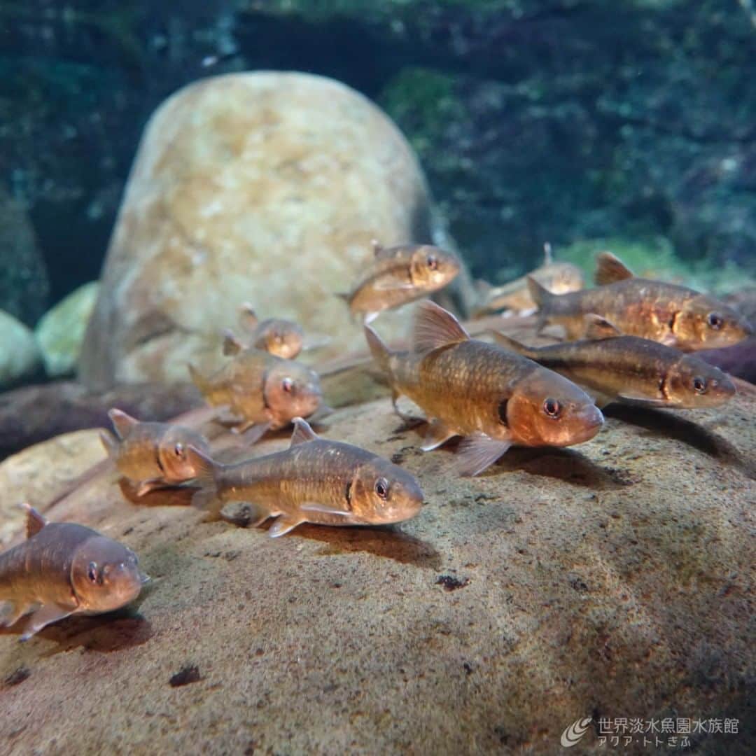 のインスタグラム：「整列するカワヒガイ。 人通りが少ない時は、アクリル面の縁やこの石の上で並んでいる様子を目にします。  #アクアトト #アクアトトぎふ #アクアトト岐阜#aquarium#水族館#Riverhigaigudgeon#Sarcocheilichthysvariegatusvariegatus」