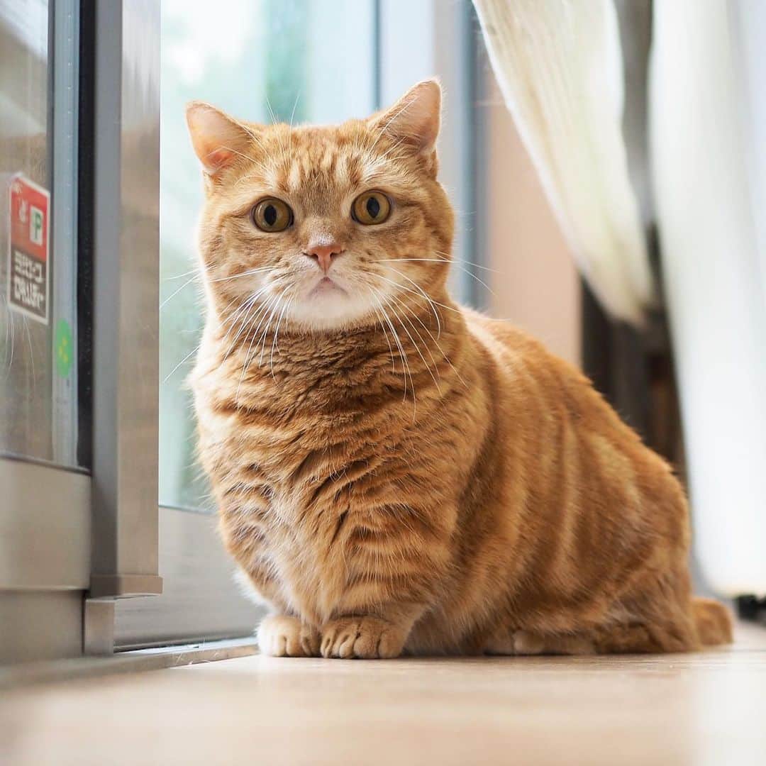 茶太郎 & きなこのインスタグラム：「茶太郎師匠🐾 キリッときめてみたにゃ😽💕 Chataro took a picture striking a pose😼 #短いお手手揃えてポーズしてるにゃ #お兄ちゃん何カッコつけてるにゃ #マンチカン#猫#munchkin #cat#catstagram #amazing#ねこ#茶トラ#短足#catsofinstagram#excellent_cats#9gag#cats_of_world_#instacat_meows#bestcats_oftheworld#catsofig#instacat#cats_of_instagram」