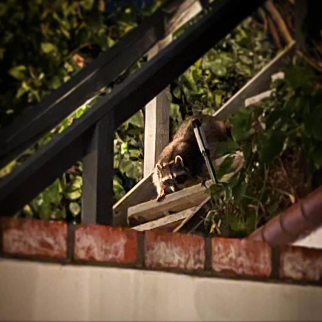 クリス・コルファーさんのインスタグラム写真 - (クリス・コルファーInstagram)「Met a raccoon tonight.」1月11日 17時39分 - chriscolfer