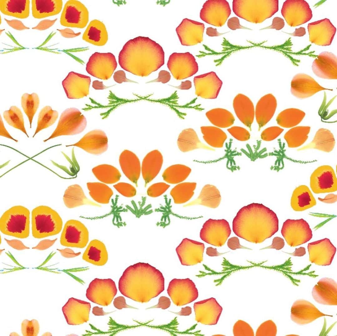 planticaさんのインスタグラム写真 - (planticaInstagram)「HANA SEIGAIHA / 花青海波﻿ ﻿ 伝統的な和柄の図案から着想した、﻿ 本物の花びらを使って再構築した花柄です。﻿ ﻿ ---﻿ Floral Pattern Collection by plantica﻿ プランティカ花柄図案集﻿ ﻿ #plantica #プランティカ﻿ #textiledesign #テキスタイルデザイン ﻿ #floralpattern #花柄 #図案﻿ ---」1月11日 17時56分 - plantica_jp