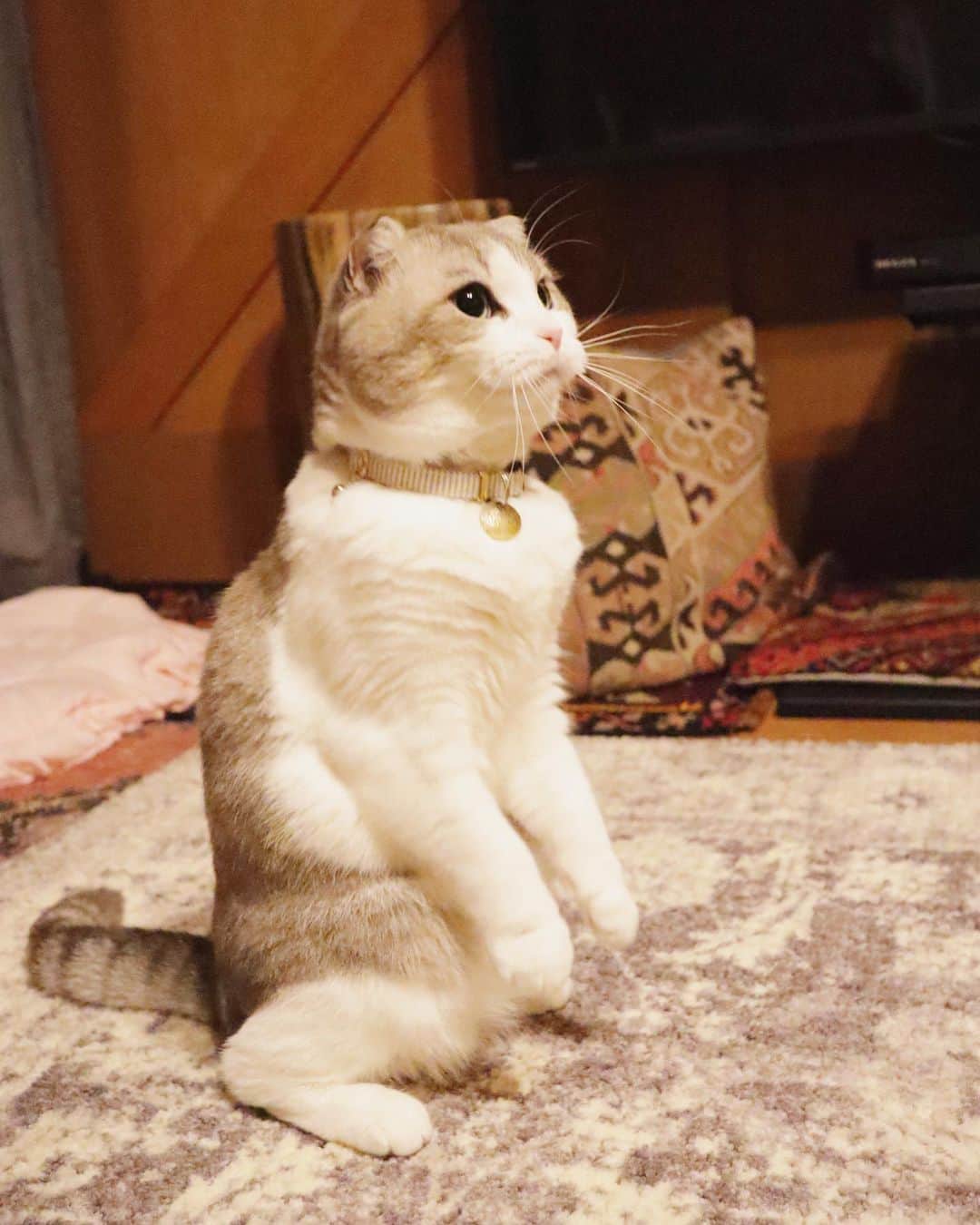 のインスタグラム：「. . 浅いスクワットは 浅はかなスクワット！😼 . #筋肉体操語録 #頑張るか超頑張るかの二択 #さあご一緒に . . #猫のいる暮らし #猫好きさんと繋がりたい #catstagram #catsofworld #picneko #bestmeow  #無敵の親バカ同盟 #りぷちんに届け元気玉  #シマホでお参り」