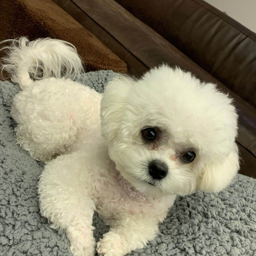 チャンミンのインスタグラム：「얼마전 1살이 된 우리집 꼬마어린이🐶❤️🎂」