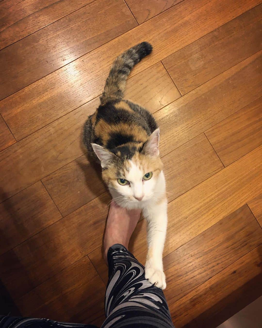 若森さちこさんのインスタグラム写真 - (若森さちこInstagram)「おねだりにゃんこ She wants something to eat  #猫のいる暮らし #食べすぎ注意 #老猫 #15歳 #cat #katze #gato #chat #catsofinstagram #ねこすたぐらむ  #猫 #ねこ #ネコ #三毛猫 #縞三毛 #にゃんこ #にゃんこ一家」1月11日 18時36分 - pistachico