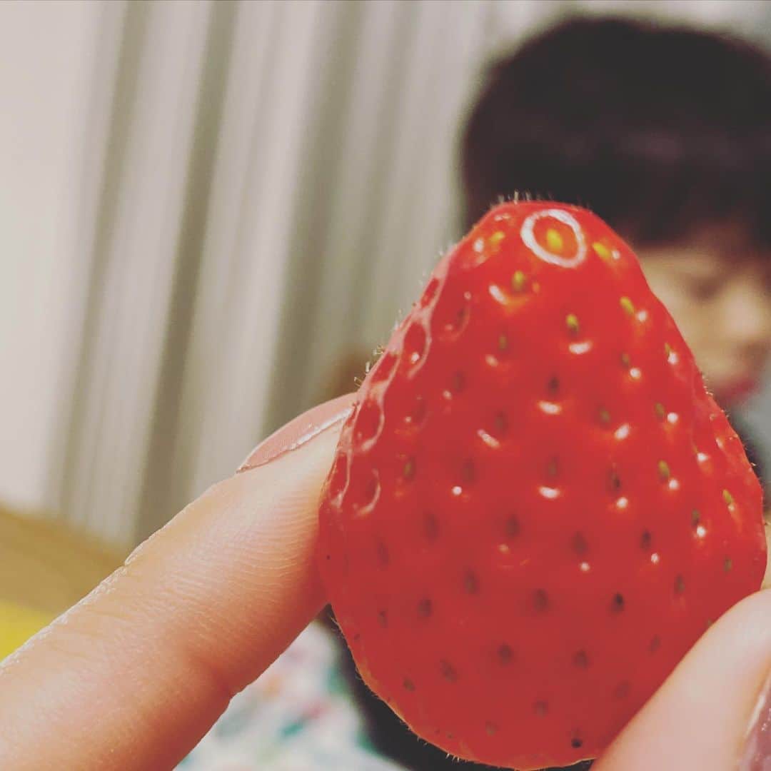 氷浦紫さんのインスタグラム写真 - (氷浦紫Instagram)「息子ちんの今日の一言。 『いちごの中から何がでてくるんだろぅ？？』 『夢だよ』て言っときました。  今年は #とちあいか が我が家でＮｏ． 1ヒットです！！ サクサクしてるのに甘い！！ ケーキにも絶対合う！ #今日のいちご#いちご大好き#strawberry#yummy#fruits」1月11日 18時39分 - yukalihiula