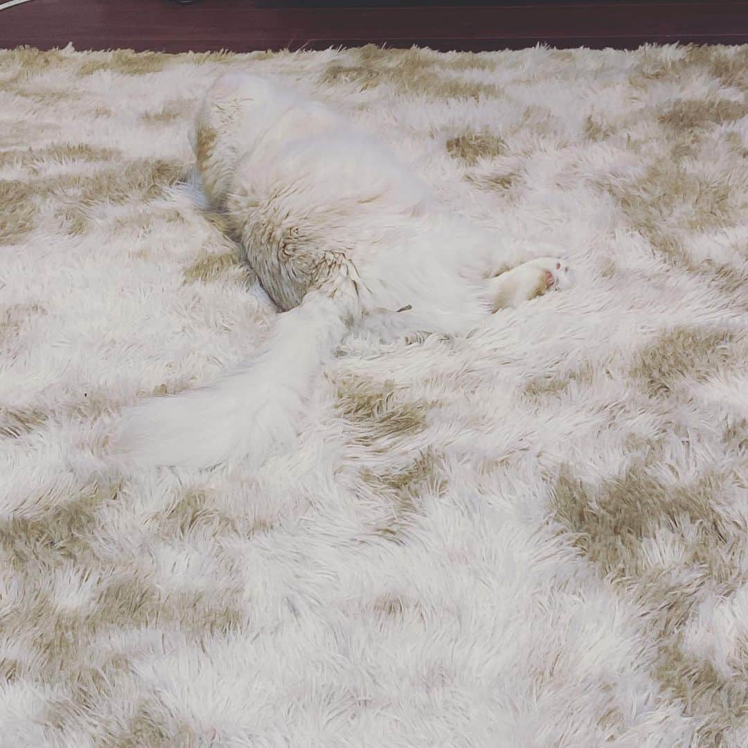 藤田富のインスタグラム：「【問題】ぽて太はどこでしょう。」