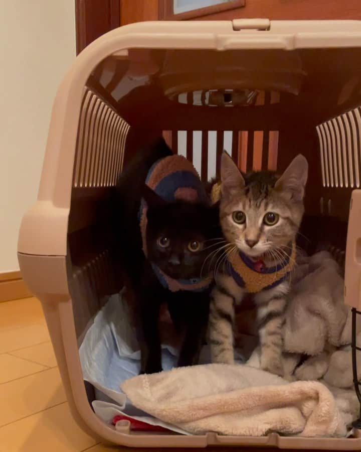 maimocotoのインスタグラム：「新入り子猫ちゃんがやって来ました。保護してもらった時100gくらいしかない時から見守ってきた姉妹❤︎（私がストーリーズで紹介したとき、すぐにご支援物資を送って下さった皆さまありがとうございました🙇‍♀️） 久しぶりに近くで富士山が観られて感動しながら2人がいた山梨まで行ってきました。3ヶ月間保護してくれていた @gonta_black さんの家庭の事情もあり、私が預かる事になりました✨ 目が開いた時から優しい人間がいたから、人なれはもちろん完璧姉妹❤︎黒猫がピコちゃん。むぎわらがチャキちゃんです。 血液検査も陰性です。生後3ヶ月。ずっと2人一緒いたので、ペアでお迎えしてくださるご家族を東京近郊で募集させてください🙇‍♀️DMお待ちしてますね😽😸 ＊ ＊ 『ちー、子猫ちゃんが来てくれてうれしいの！』 ＊ ＊ #まだ緊張気味です💦 #私の声うるさいけどピコの英語をお聴きください #ピコとチャキ #ウェルカムザビエル」