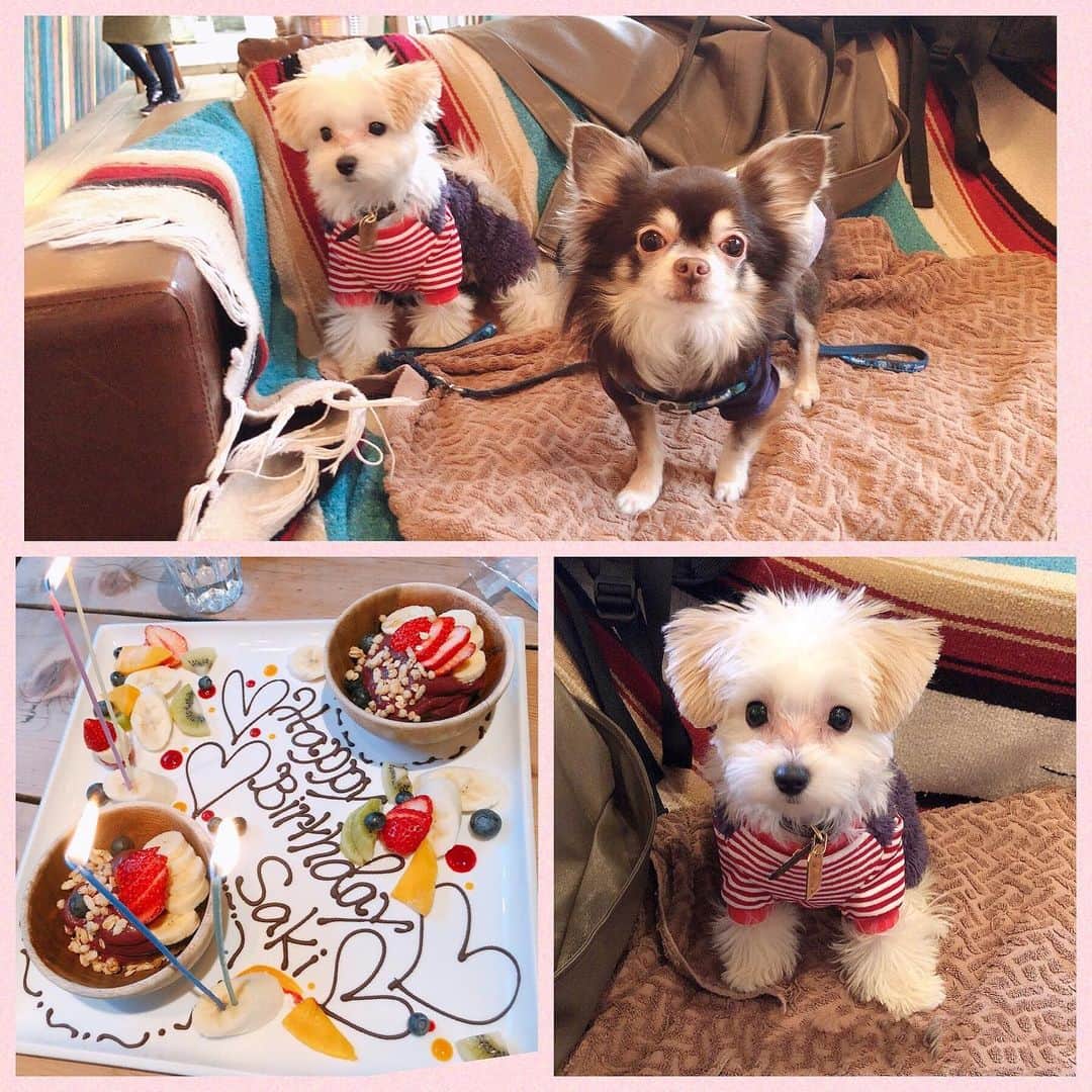 のインスタグラム：「うのと👧とさきの誕生日🎂祝い💛 ご近所カフェ💗⭐️  さきおめでとう🧡🥰  そして、まろさん、まるさん、初対面☺️🌼  まろさん全然無視してたけど まるさんさすが赤さん👶👏🏻 激しくて可愛かったなw💗🐶  .  #マルプー#チワワ#ドッグカフェ #お誕生日おめでとう#love#dog」