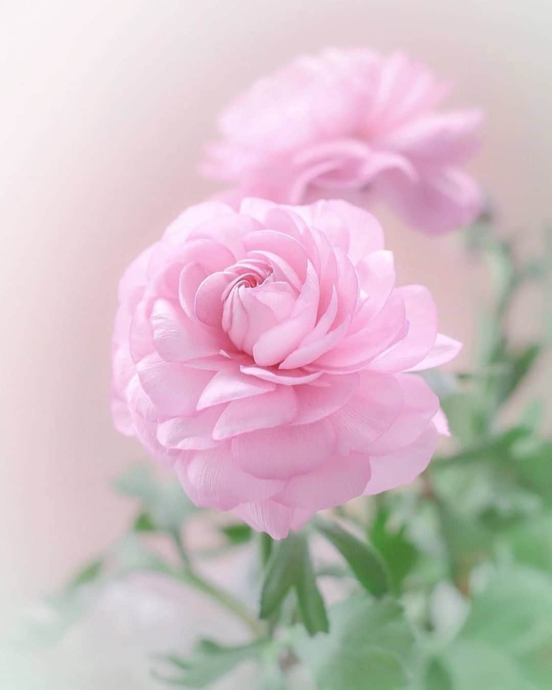 花の写真館のインスタグラム：「Photo by @vivia2454.⠀ https://instagram.com/vivia2454/⠀ .⠀ Original Post[投稿いただいたURL]⠀ https://www.instagram.com/p/B7lBcQKA4bj/⠀ .⠀ 本アカウントは、 #私の花の写真 をつけてInstagramに投稿された皆さまの花の写真や、「花の写真館」Facebookページで投稿された花の写真を紹介します。⠀ 「花の写真館」Facebookページは、「 @floral.photograph 」のプロフィールにあるURLからご覧ください。⠀ .⠀ ※各自、政府、自治体など公的機関の指示に従った行動をお願いします。⠀⠀ 東京カメラ部および分室では、写真を「見る楽しみ」を提供することを通して、微力ながら皆様にわずかな時間でも癒しをお届けしたいと思っております。⠀ ※本アカウントは東京カメラ部がFacebook、Instagramのサービスを利用して運営しているもので、Facebook社・Instagramとは一切関係ありません。⠀ .⠀ #花の写真館 #floralphotograph #floralphoto #flower #flowers⠀ Follow: @floral.photograph」
