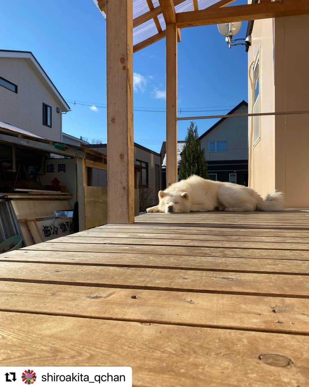 【公式】いぬのきもち・ねこのきもちのインスタグラム：「#Repost @shiroakita_qchan さんのQちゃん。  晴天☀️でのんびり。  寒いことなんて 忘れちゃいそうだね☺️  ハッシュタグ #いぬのきもち #ねこのきもち に投稿いただいた可愛い写真をご紹介しています！ 「いぬのきもちWEB　MAGAZINE」、「ねこのきもちWEB MAGAZINE」でもご紹介させていただくことも！ -------------------   .  #いぬ #いぬすたぐらむ #いぬのいる暮らし #いぬのきもち #いぬ好き #犬 #犬好きさんと繋がりたい #犬のいる生活 #犬と暮らす #犬好き #dog #dogsofinstagram #dogstagram  #akitainu #秋田犬 #日本犬」