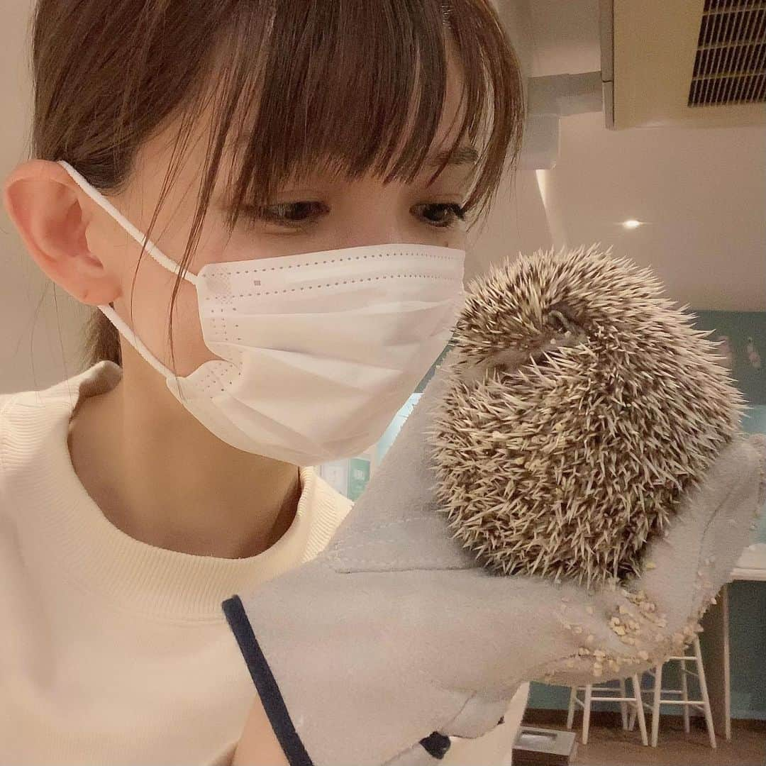 中谷あすみさんのインスタグラム写真 - (中谷あすみInstagram)「ハリネズミちゃん🦔との自撮り成功🙌  1月13日〜15日は東京ビッグサイトでCOSME TOKYO2021が開催されるよ〜💄 業界関係者のみの展示会なので美容関係者さんはHPから申し込みしてみてください！ @cosme_tokyo   私もオフィシャルリポーターとして参加させて頂きます✨  #ハリネズミカフェ#いつかの写真#ハリネズミ#動物好きな人と繋がりたい#ココアに似てる#手のりハリネズミ#この恋あたためますか#国際化粧品展#cosmetokyo#cosmetokyoオフィシャルリポーター#PR」1月11日 19時51分 - asumi_naa