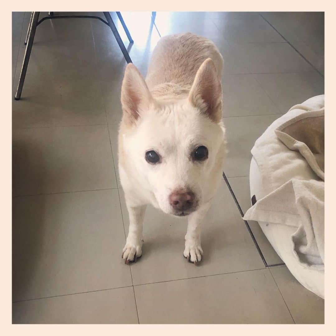 パンといっぴきのインスタグラム：「#元保護犬 #雑種犬 #crossbreed #mixdog #キップル14歳」