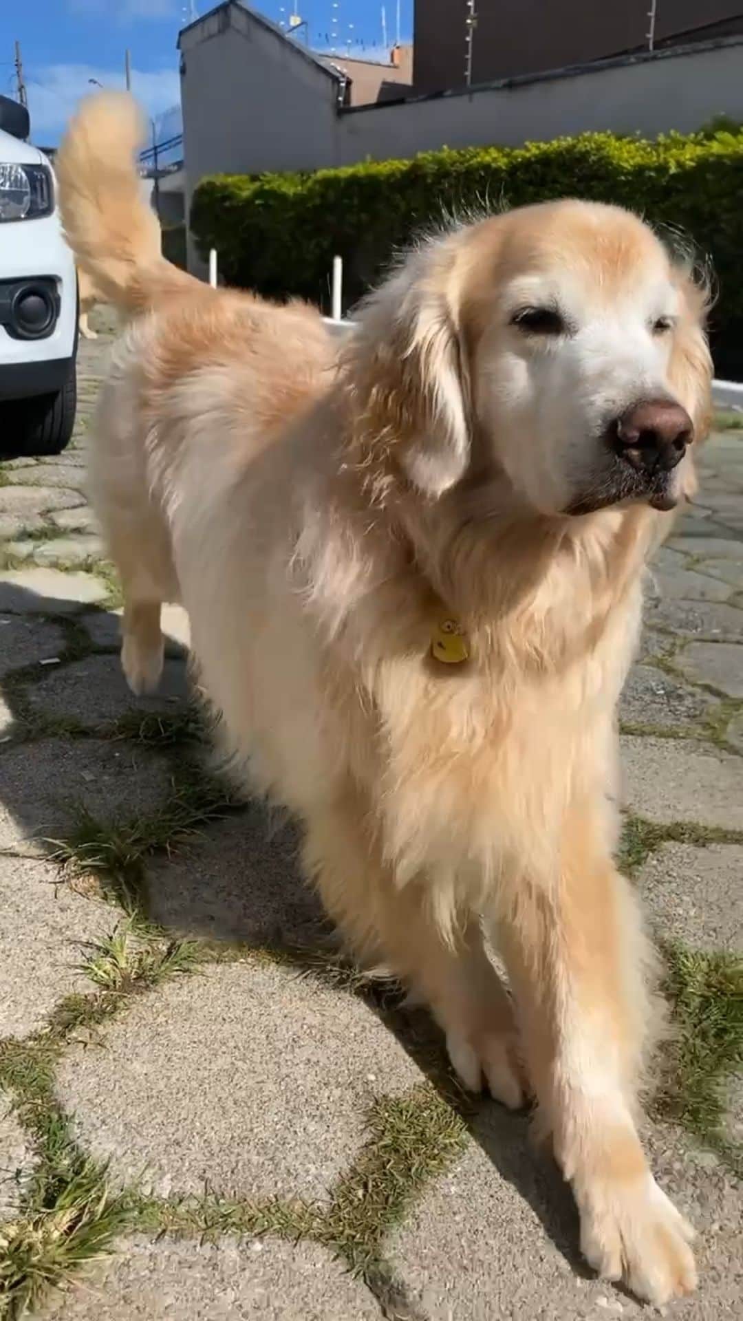 Bobのインスタグラム：「O famoso Bom dia com aquela espreguiçada de todas as manhãs , quem acompanha os stories sabe disso 😃🐾🐾 . . #pets #photooftheday #petsofinstagram #instagrammers #instagram #instadaily #vejasp #goldenretriever #goldenretrievers #goldenretrieversofinstagram #dogs #dogstyle #dogoftheday #dogsofinstagram #saopaulo #gudfriends #reels #bomdia #goodmorning #goodvibes #goodvibesonly✨ #mondaymotivation #mondaymood #monday」
