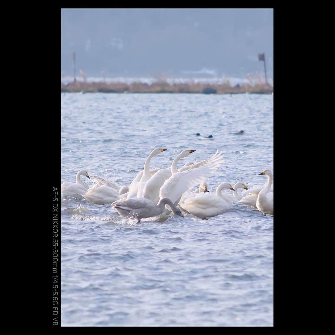 plus_thinkingのインスタグラム：「Synchronize🦢🦢 . camera: X-T3 lensmountadapter: KF-NGX lens: AF-S DX NIKKOR 55-300mm f/4.5-5.6G ED VR #snapJapan #beautifuljapan」