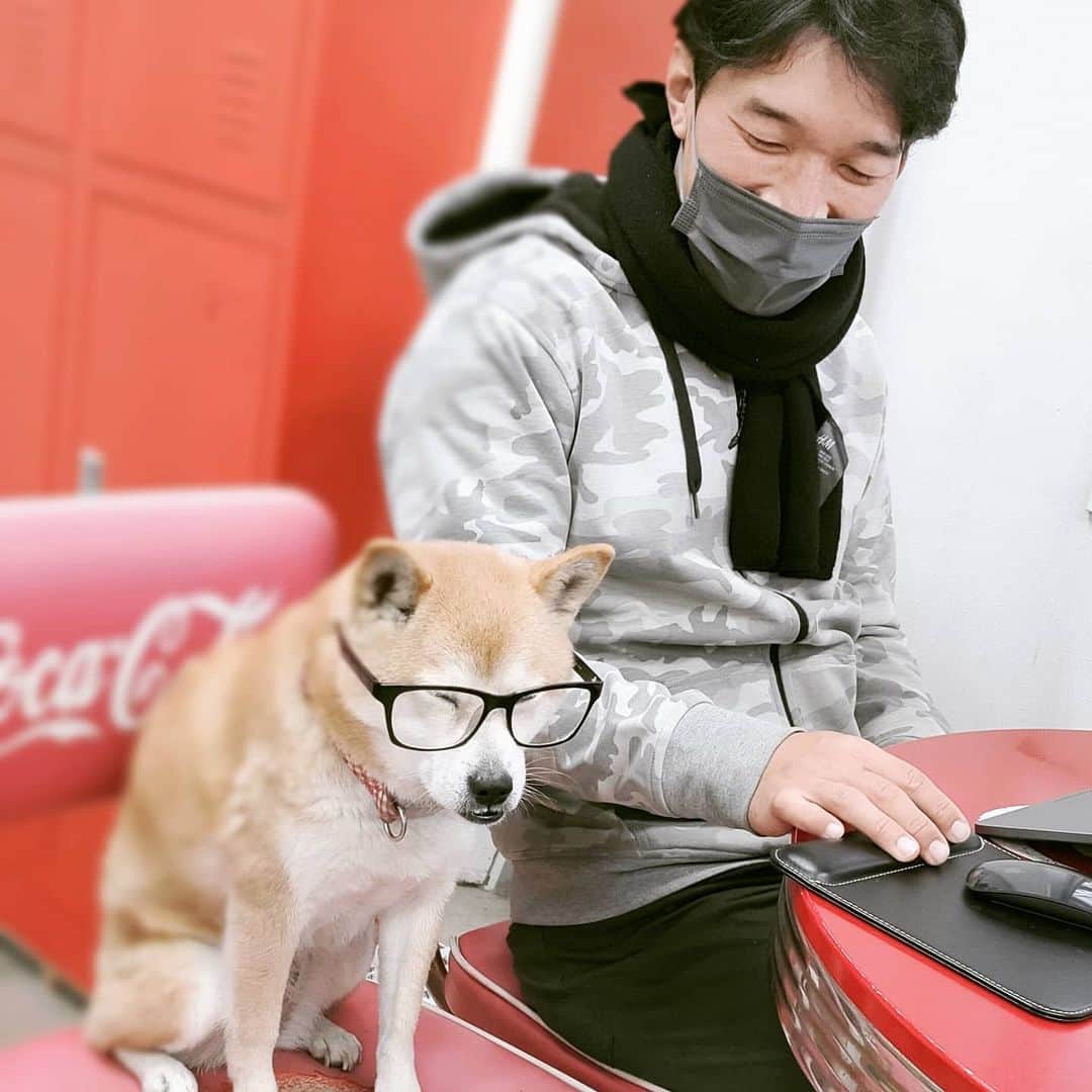 安床エイトのインスタグラム：「NANA #shibainu #shiba #dog」