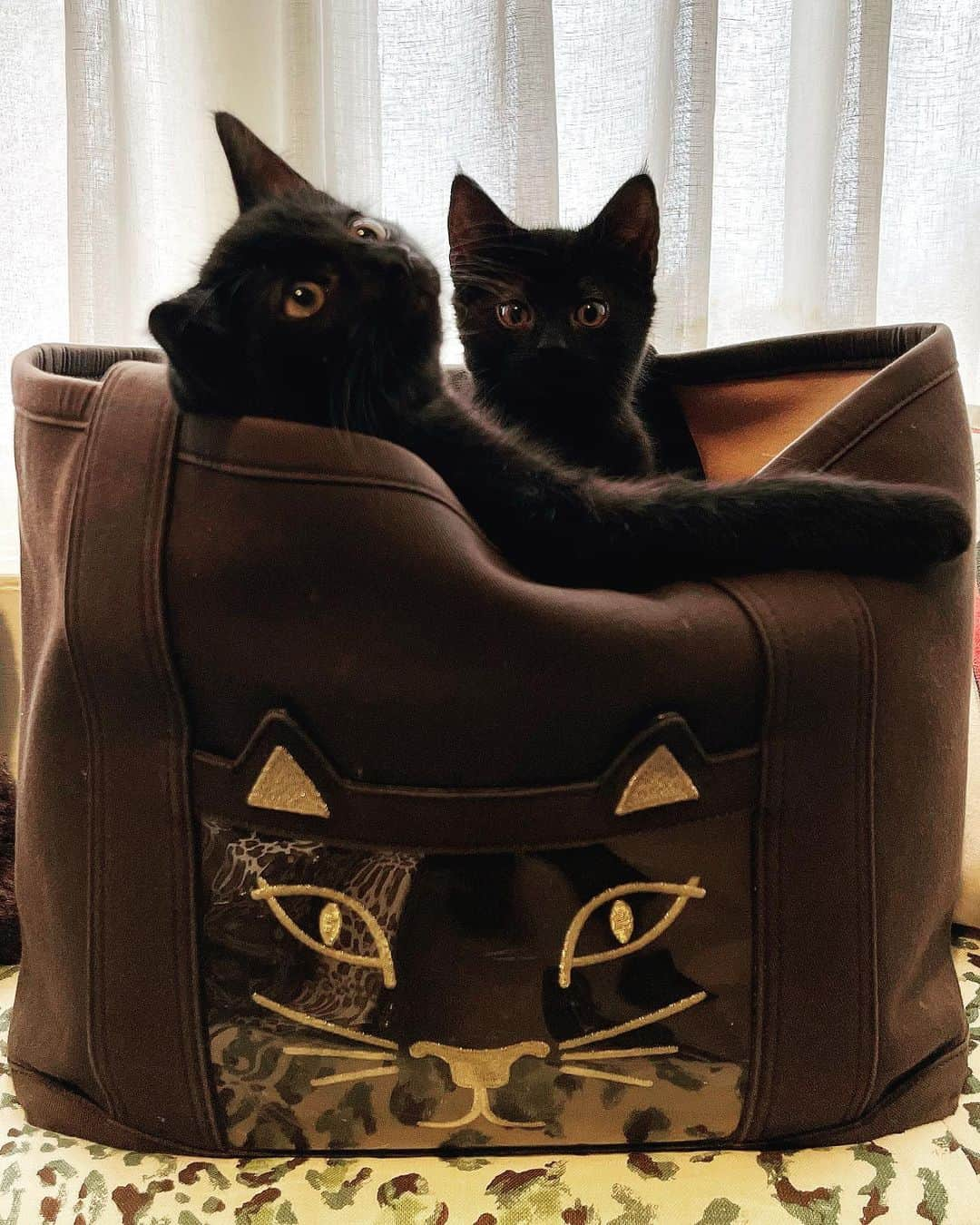 シャーロットオリンピアのインスタグラム：「Here Kitty Kitty Kitty #charlotteolympia #kittys」