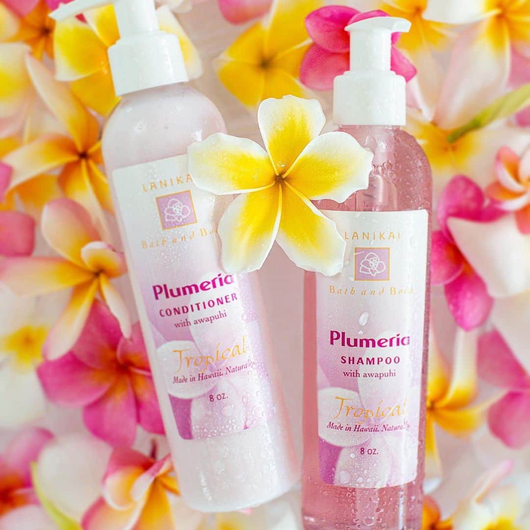 Lanikai Bath and Bodyさんのインスタグラム写真 - (Lanikai Bath and BodyInstagram)「Plumeria takes your breath away by only looking at it, and it smells as it looks. 𝐻𝑒𝒶𝓋𝑒𝓃𝓁𝓎.  This combo is sure to transform any shower into a tropical oasis. With nourishing plant extracts (including Hawaii’s famous Awapuhi). Our gently cleansing shampoo will leave your hair soft and shiny. A sensitive companion to Lanikai Bath and Body shampoo, our gentle conditioner leaves your hair manageable even after a day at the beach.  Get yours in the following signature scents: Plumeria, Pikake, Mango, Coconut, Orchid Vanilla and Lavender 🌸  #awapuhiwildginger #awapuhi #shampoo #conditioner #organic #natural #greenbeauty #greenbeautyblogger #sustainable #plumeria #orchid #vanilla #lavender #pikake #mango #coconut #botanical #hairgrowth #nutrients #lanikai #kailua #hawaii」1月12日 7時33分 - lanikaibathandbody