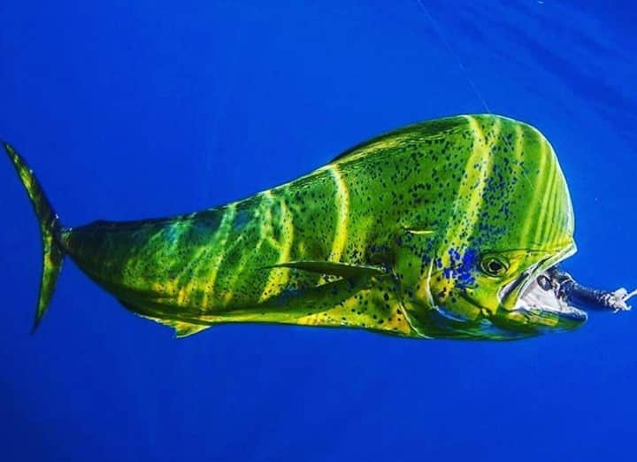 Costa Sunglassesのインスタグラム：「Bully on the bite. 📷: @zancudolodge #SeeWhatsOutThere #BornOnTheWater」