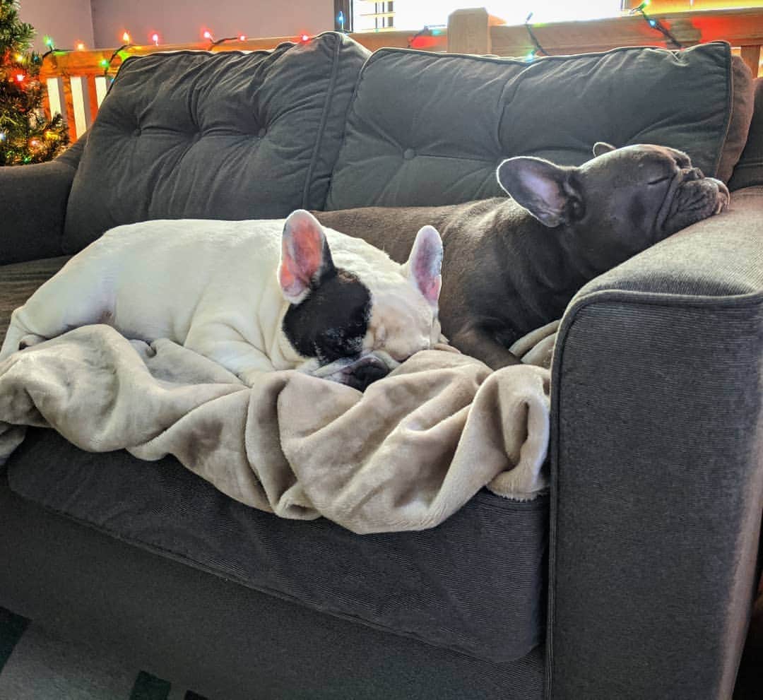 Manny The Frenchieのインスタグラム：「Who still has their Christmas decorations up?」