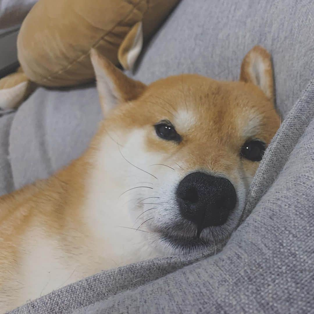 Shibainu Pontaさんのインスタグラム写真 - (Shibainu PontaInstagram)「😴😴  #メルボルン　#柴犬　#shibainu #melbourne」1月12日 6時25分 - pontasyk