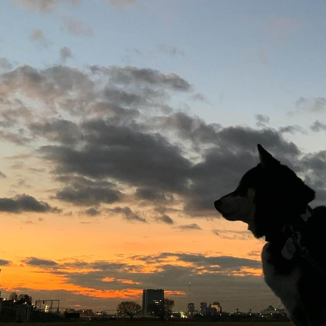 くろさんのインスタグラム写真 - (くろInstagram)「G☺︎☺︎d m☺︎rning TOKYO🐕 #シルエットロマンス部 #朝焼け #朝焼け空 #朝焼けの空 #あさやけこやけ #あさやけこやけ部 #朝んぽ #おはようモーニング #GoodMornjngTokyo #MYTOKYOIS #TokyoTokyo #kuroshiba #blackshiba #shibainu #shibastagram #instadog #dogstagram #柴犬 #黒柴 #イッヌ #いぬら部 #柴犬のいる暮らし #柴犬のいる生活 #柴犬と一緒 #わんダフォ #わんだふるJapan #iPhoneXSで撮影」1月12日 6時34分 - m6bmw