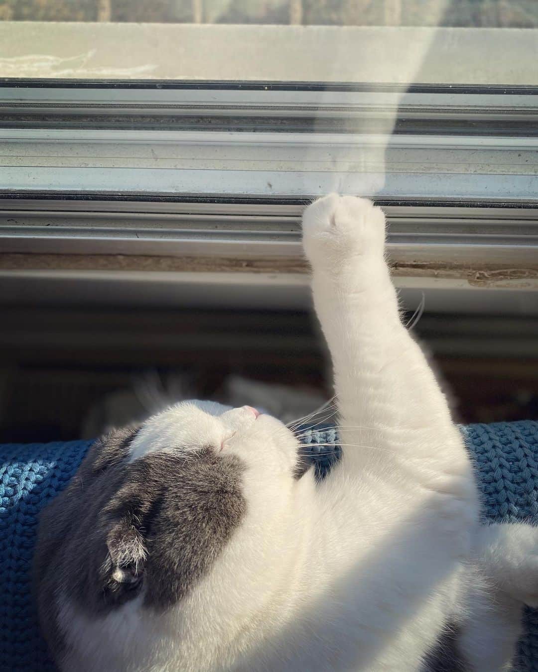 サイモンとマルティナのインスタグラム：「Meemers genuinely fell asleep with his paw against the window. It looks like that scene in the Little Mermaid. But it’s the Chonky Meemermaid: “Up where they walk, up where they run, up where they MEOW ALL DAY in ThE sUn~🧜🏼‍♀️」