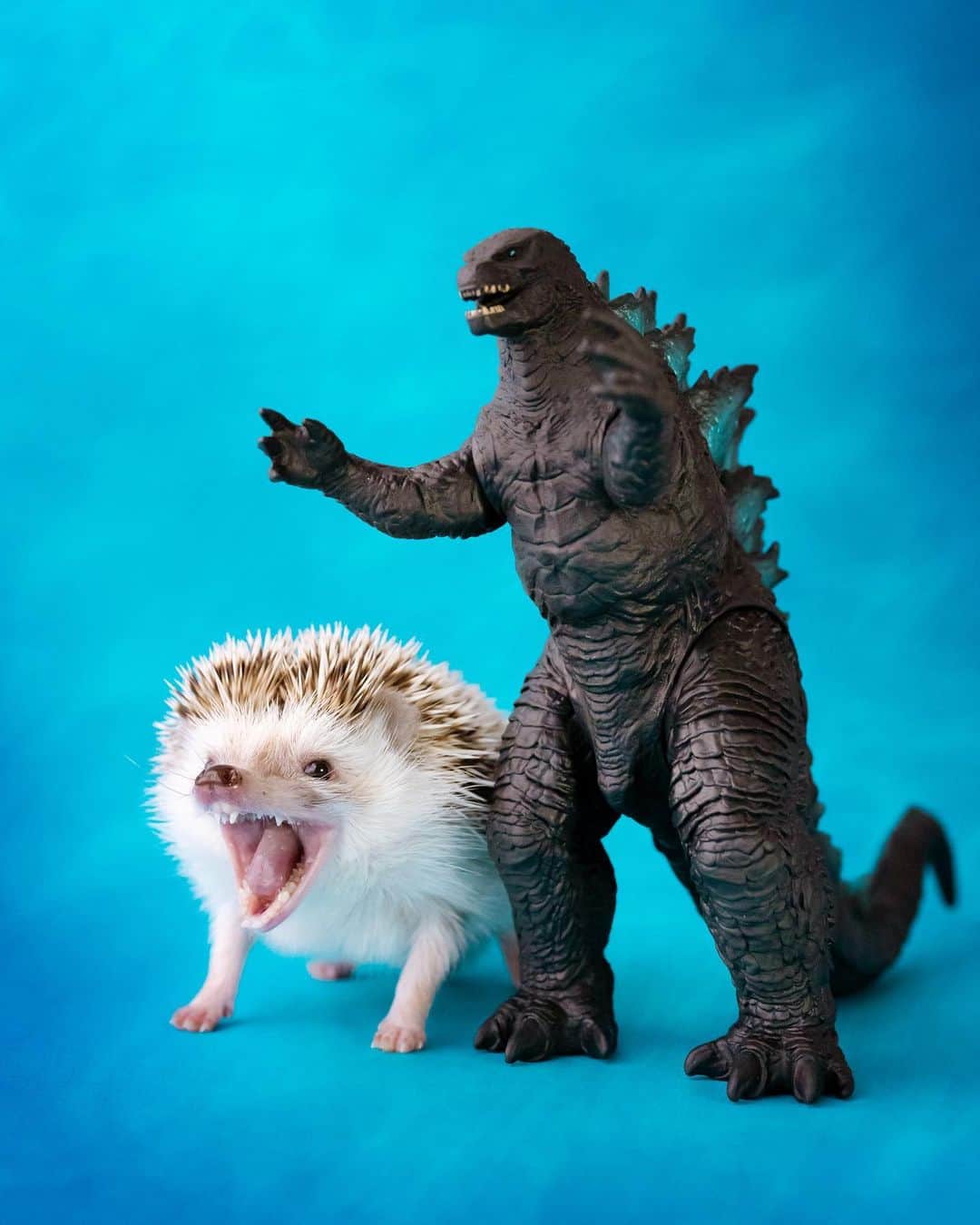 ダーシーのインスタグラム：「HEDGILLA🦔🦖💙  あくびが得意な子は初めて🥱✨ ハリちゃんはみんな個性あっていいな〜🦔✨」
