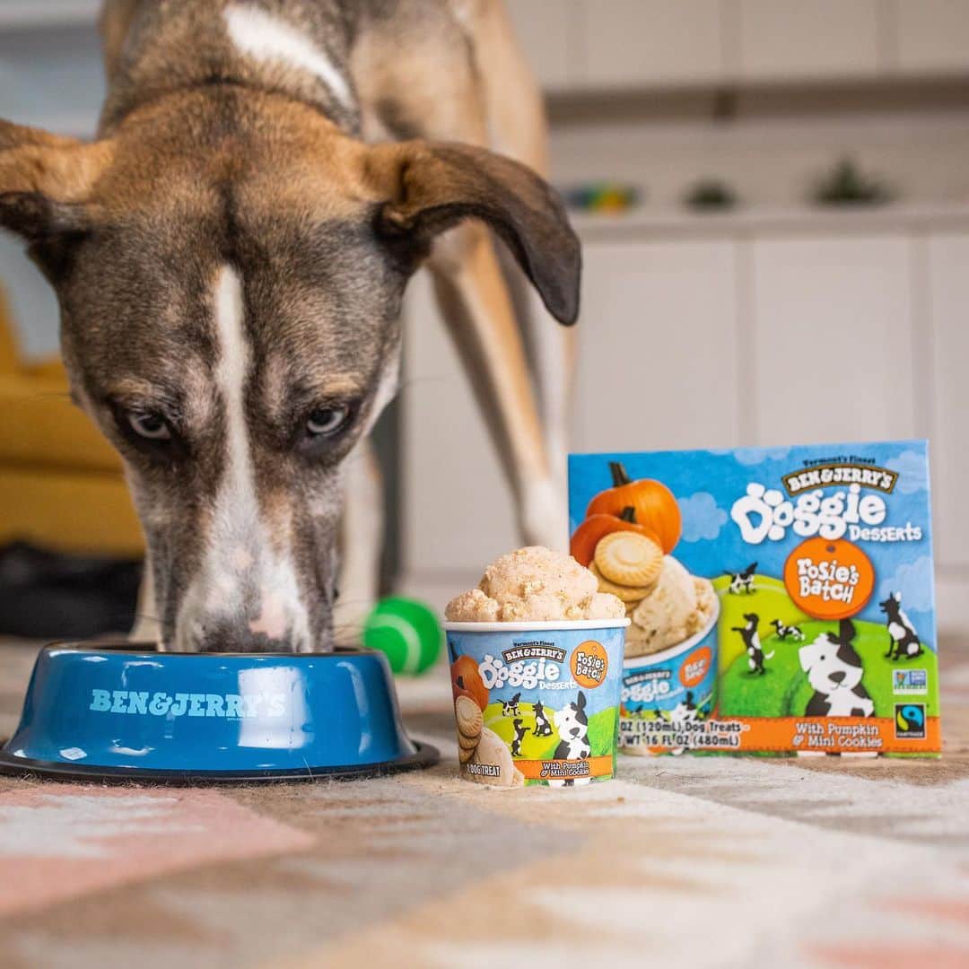Ben & Jerry'sのインスタグラム：「🐶 NEW! 🐶 Introducing Doggie Desserts — it's Ben & Jerry's for dogs! Bow WOW your pooch with 2 pup-friendly flavors. Link in bio!」