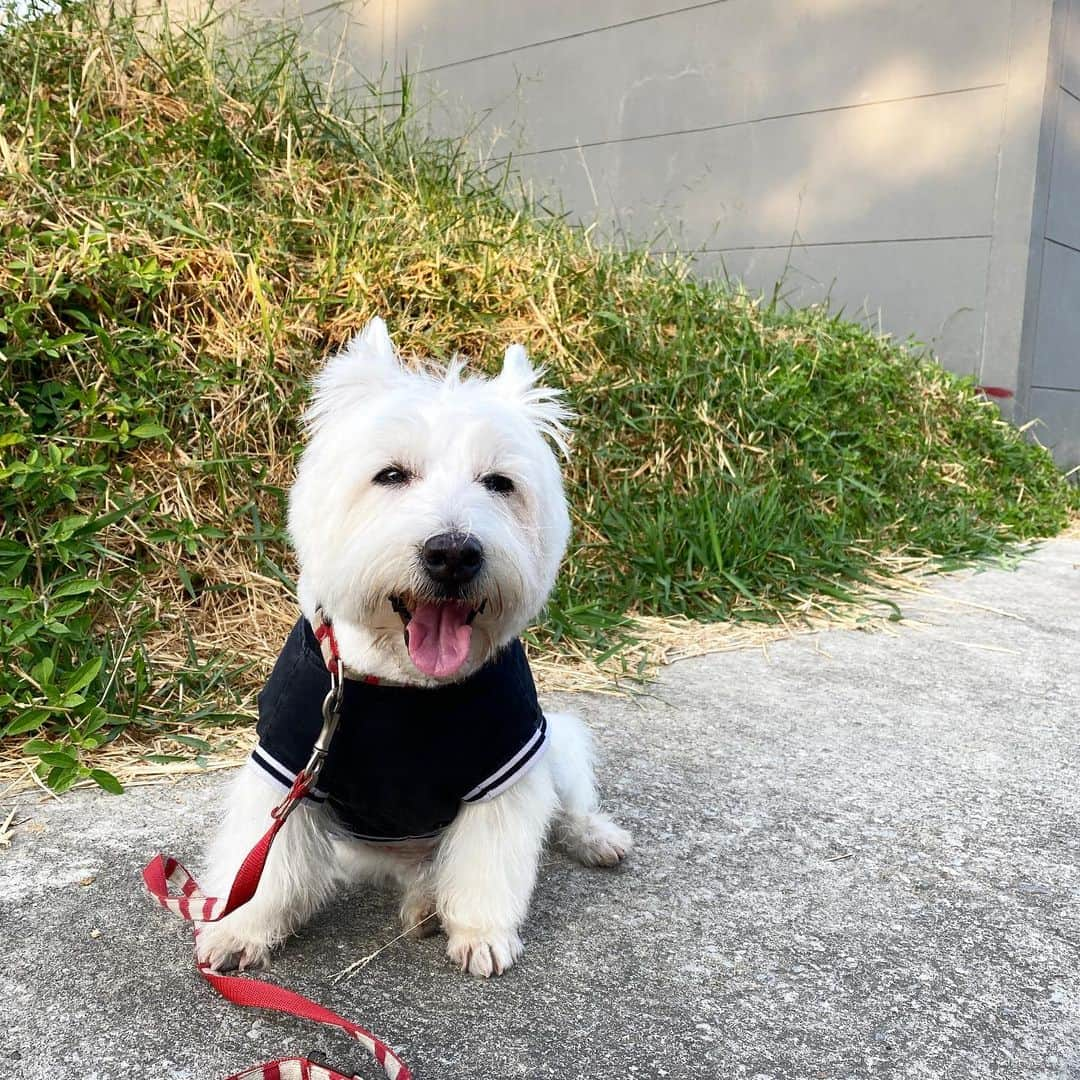 Hoykong&Plamuekのインスタグラム：「New hair cut 😊 #plamuek_westies #westies #westiegram #dogstagram」