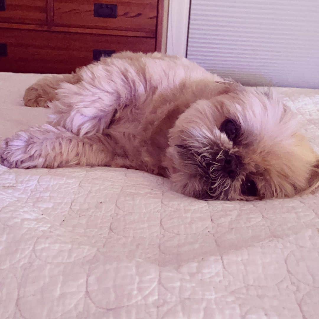 Dougie the Shih Tzuのインスタグラム：「Slow start.」