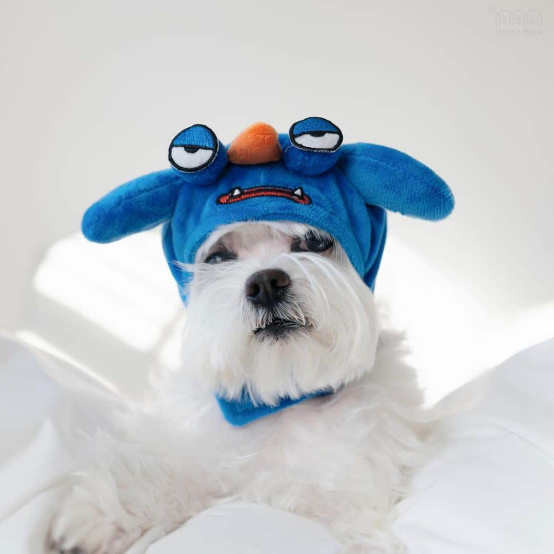 hi.arodのインスタグラム：「My lockdown helmet.... 😑  #lockdownfeeling#lockdown#lockdownlife#lockdown2021#dogsinlockdown#covidsucks#ihatecovid19#boredinthehouse#funnydogs#funnyhat#monsterhat#myexpression#maltese#malteser#malteselovers#malteselove#maltesedog#malteselife#malteseworld#malteseofig#malteseofinstagram#malteseclub#todaysdog#maltese_thecute#ilovemaltese#malteseoftheday#whitedog#狗 #瑪爾濟斯#マルチーズ」