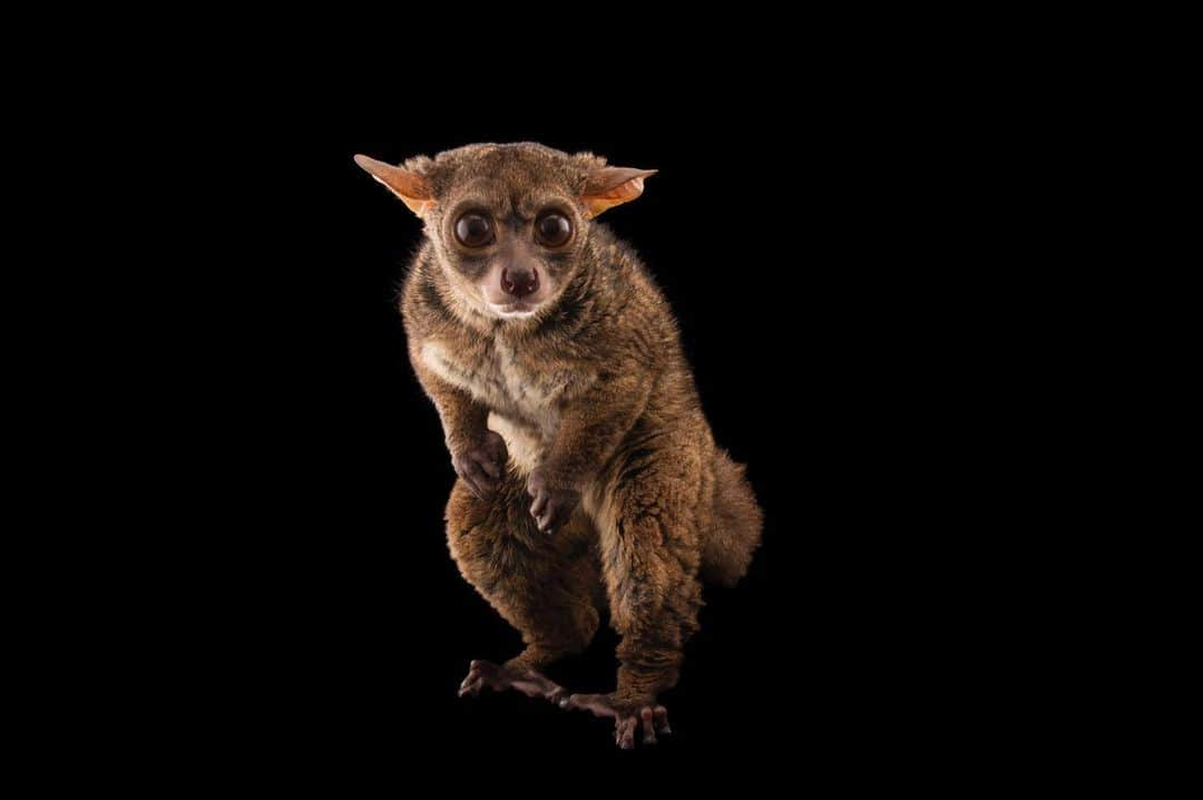 Joel Sartoreさんのインスタグラム写真 - (Joel SartoreInstagram)「Also known as small-eared galagos, the Northern greater galago is a nocturnal species that spends almost all of its time up in the trees. As it moves around its forested home, this small primate is most often observed running and climbing on four feet, but can also partake in bipedal hopping and jumping much like many lemur species. Individuals will spend most of the day sleeping in tangles of vines, emerging at night to forage for fruit. Photo taken @clemetzoo. #galago #primate #bigeyes #nocturnal #smalleared #bipedal #PhotoArk #savetogether」1月12日 0時36分 - joelsartore