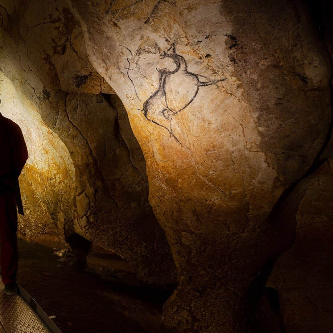 ナショナルジオグラフィックさんのインスタグラム写真 - (ナショナルジオグラフィックInstagram)「Photos by Stephen Alvarez @salvarezphoto / Cave art can be a time machine transporting us back to an unimaginable world. A world where lions, hyena, rhinoceros, and giant deer roamed Europe. This passage in Chauvet is known as the passage of the Megaloceros, but it also contains depictions of other long-extinct animals. I started my nonprofit @ancientartarchive to share and preserve images like this.  The Megaloceros, also called the Irish elk (Megaloceros giganteus), was one of the largest deer to ever live. Its range extended across Eurasia in the Pleistocene. The animal is known from skeletal remains and also from a handful of depictions in Paleolithic cave art. The Megaloceros image on the right-hand side of the passage is carbon-14 dated to 36,000 years BP. For more images like this follow me @salvarezphoto and @ancientartarchive.」1月12日 0時38分 - natgeo