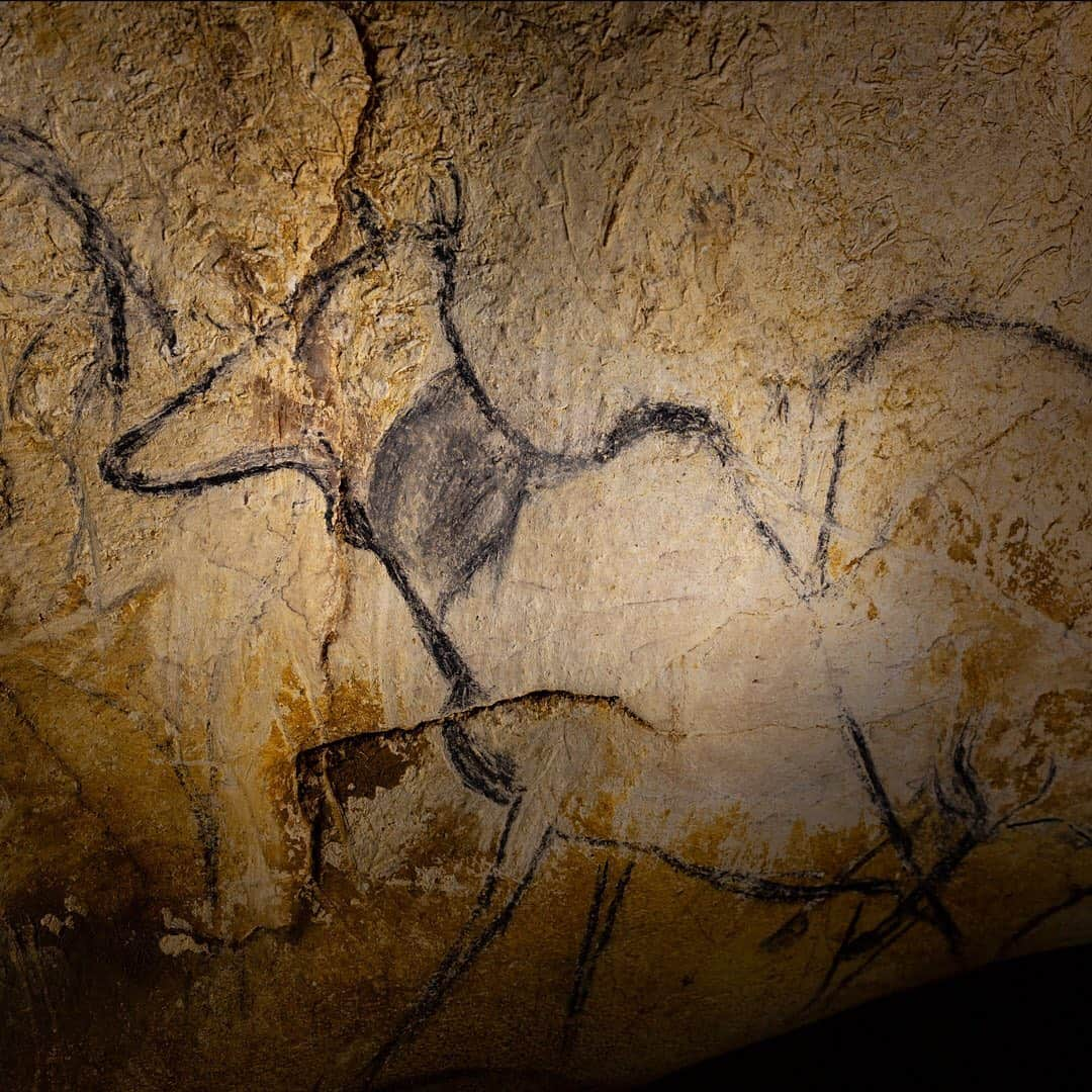 ナショナルジオグラフィックさんのインスタグラム写真 - (ナショナルジオグラフィックInstagram)「Photos by Stephen Alvarez @salvarezphoto / Cave art can be a time machine transporting us back to an unimaginable world. A world where lions, hyena, rhinoceros, and giant deer roamed Europe. This passage in Chauvet is known as the passage of the Megaloceros, but it also contains depictions of other long-extinct animals. I started my nonprofit @ancientartarchive to share and preserve images like this.  The Megaloceros, also called the Irish elk (Megaloceros giganteus), was one of the largest deer to ever live. Its range extended across Eurasia in the Pleistocene. The animal is known from skeletal remains and also from a handful of depictions in Paleolithic cave art. The Megaloceros image on the right-hand side of the passage is carbon-14 dated to 36,000 years BP. For more images like this follow me @salvarezphoto and @ancientartarchive.」1月12日 0時38分 - natgeo