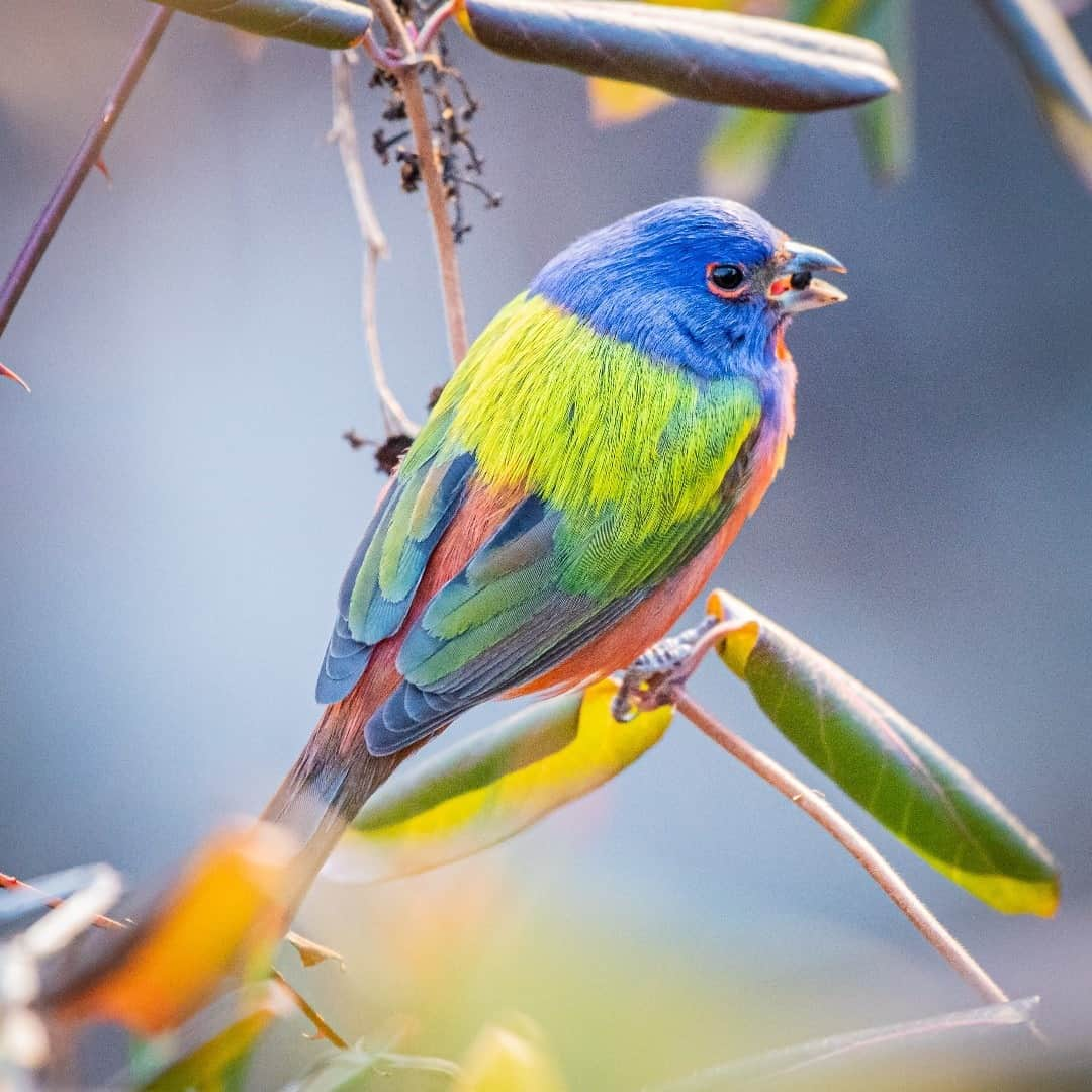 アメリカ内務省さんのインスタグラム写真 - (アメリカ内務省Instagram)「Rare sighting! Male painted buntings bring a burst of color to any scene - with spectacular feathers that look unreal. They are some of the most recognizable and striking songbirds in the country. This particular painted bunting has become a celebrity along the Chesapeake & Ohio Canal National Historical Park for the past several weeks. Normally found much farther south, this bird has stuck around, enjoying the park's accommodations. Stretching 184.5 miles, the @ChesapeakeAndOhioCanal travels through #Maryland, #Virginia and #WashingtonDC, offering views and access to the stunning Potomac River. Throughout the year, many of the park's 3 million annual visitors come to enjoy the outdoors, #kayak, #hike, #bike, jog, ride horses and if they're lucky, observe wildlife - both expected and unusual. This bright bird has drawn in #birders and curious onlookers, respectfully catching glimpses of it as it scours the surrounding plants for food.  Photo courtesy of Stacy Beck (@wildsofwashingtondc). Male painted buntings are the most spectacularly colored of all North American songbirds, with their bold combination of red, blue, green and yellow feathers. #usinterior #birdsarereal #paintedbunting」1月12日 0時59分 - usinterior