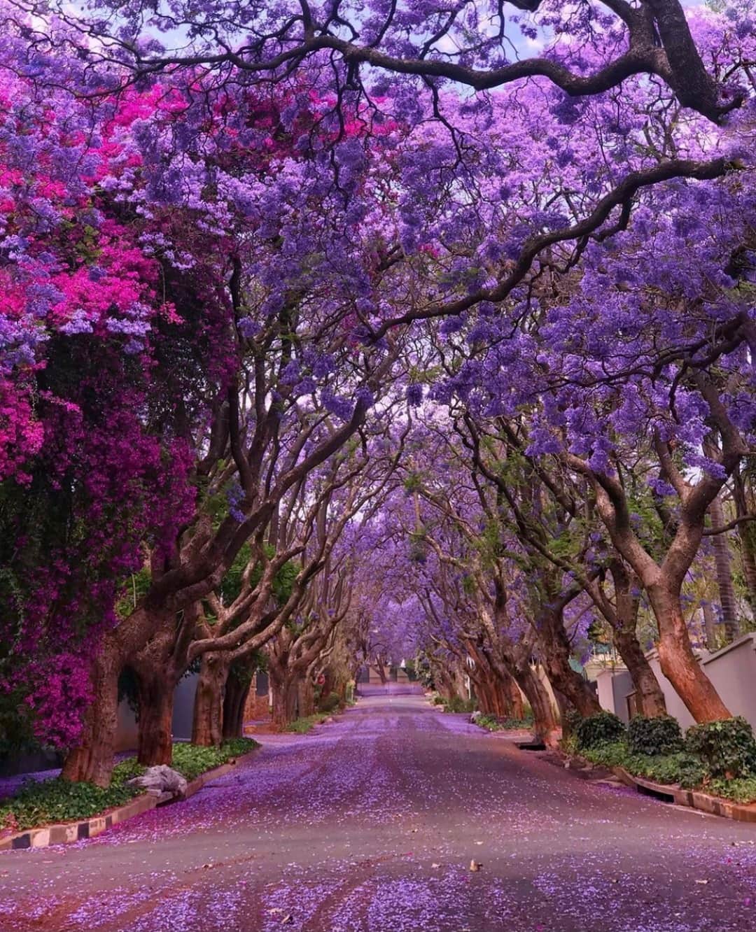 Earth Picsさんのインスタグラム写真 - (Earth PicsInstagram)「Jacaranda Trees in Johannesburg, South Africa. 😍 Have you ever spotted one of these majestic trees?  📷 @traveltrotters_za」1月12日 1時00分 - earthpix