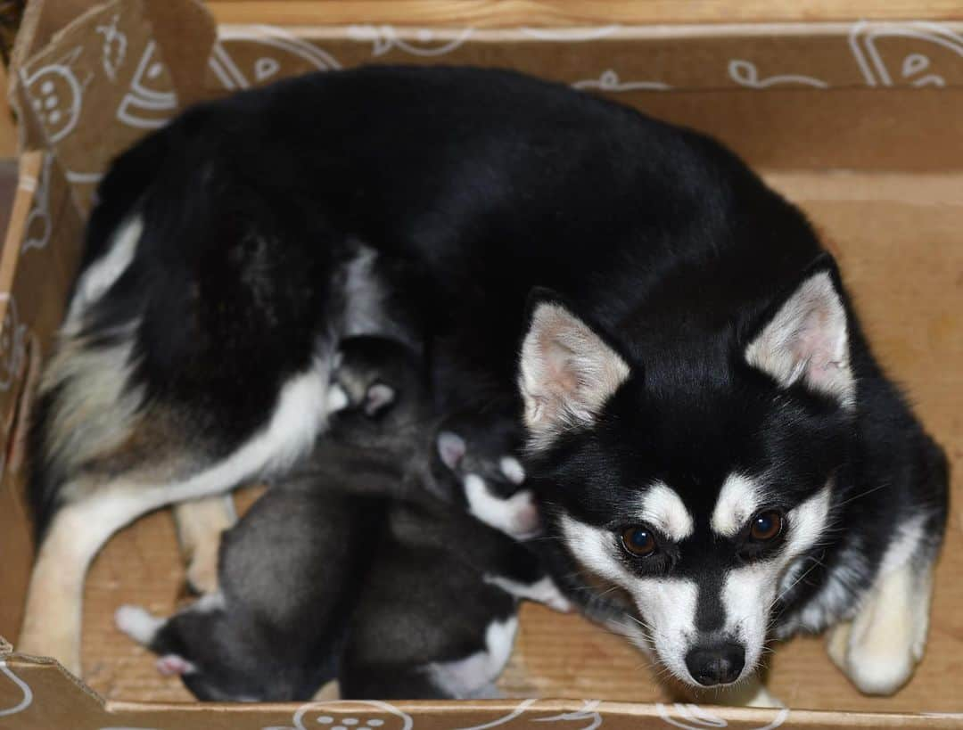 Puppy For Sale.さんのインスタグラム写真 - (Puppy For Sale.Instagram)「У нашей Каи родились малыши❤️😍 ⠀ ____ ⠀ Больше информации вы можете получить, написав в Директ и на личном сайте питомника www.artsimpatiya.ru Пройдя по ссылке в профиле😊 ⠀ Следите за нашими обновлениями и подписывайтесь👇 @alaskan_klee_kai ⠀ #аляскинскийкликай #кликай #кликайщенок #kleekaipuppy #минихаски #alaskankeekai #kleekai  #minihusky #minihuskypuppy」1月12日 0時53分 - artsimpatiya