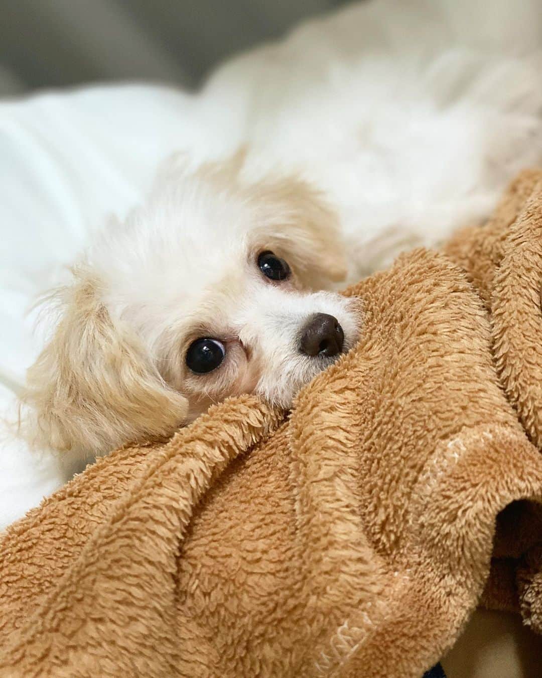 RIAさんのインスタグラム写真 - (RIAInstagram)「. 可愛い可愛いこむぎを沢山載せてるので フォローしてください🧸🐾笑 @__kom099__  . . #パピー犬 #チワプー #プーチー #チワプーのいる暮らし」1月12日 1時17分 - ria54kn