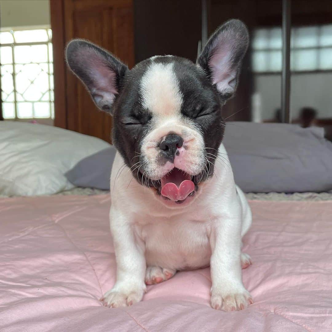 Regeneratti&Oliveira Kennelのインスタグラム：「Current Monday Mood! #monday #frenchie」