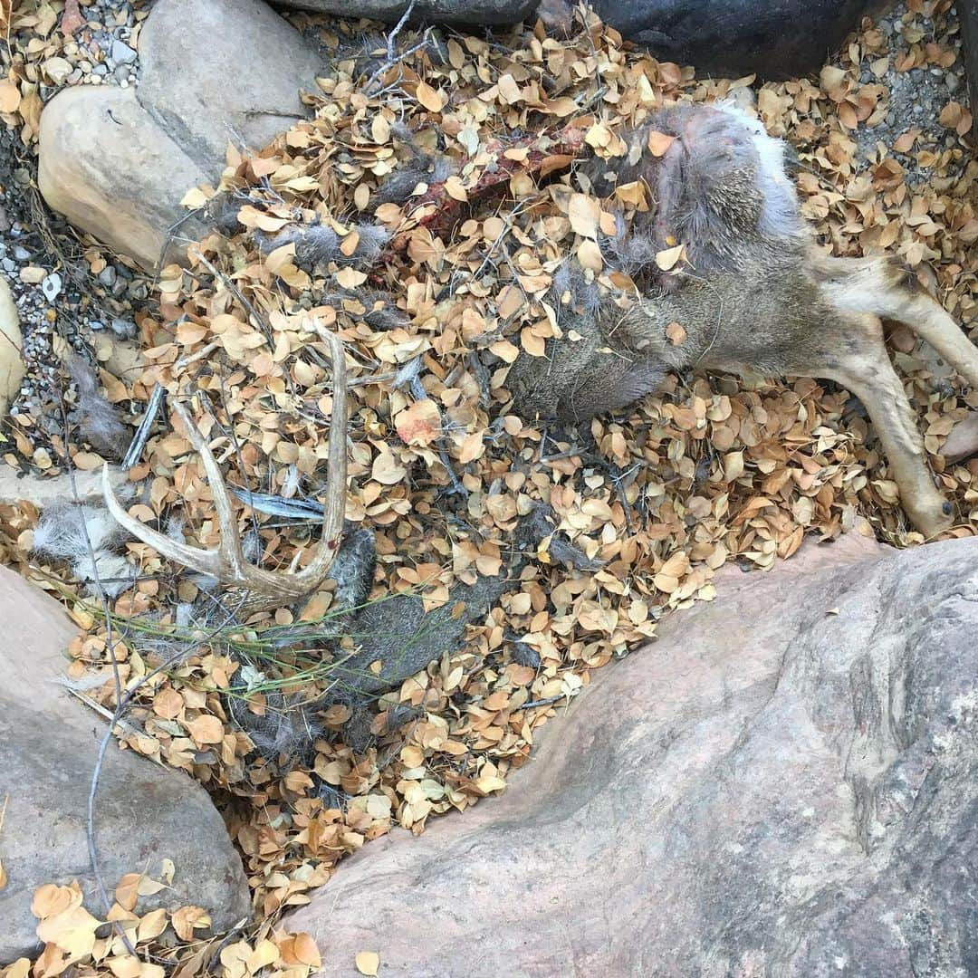 アレックス・オノルドさんのインスタグラム写真 - (アレックス・オノルドInstagram)「Some bighorns passed me on pitch 2 of a scramble the other day - nothing makes you feel like a bad climber like having some ungulates run past you at full speed.  But then on the hike out I found this deer with it’s spine ripped out, presumably by a mountain lion. Full on circle of life going on in Red Rock...」1月12日 2時00分 - alexhonnold