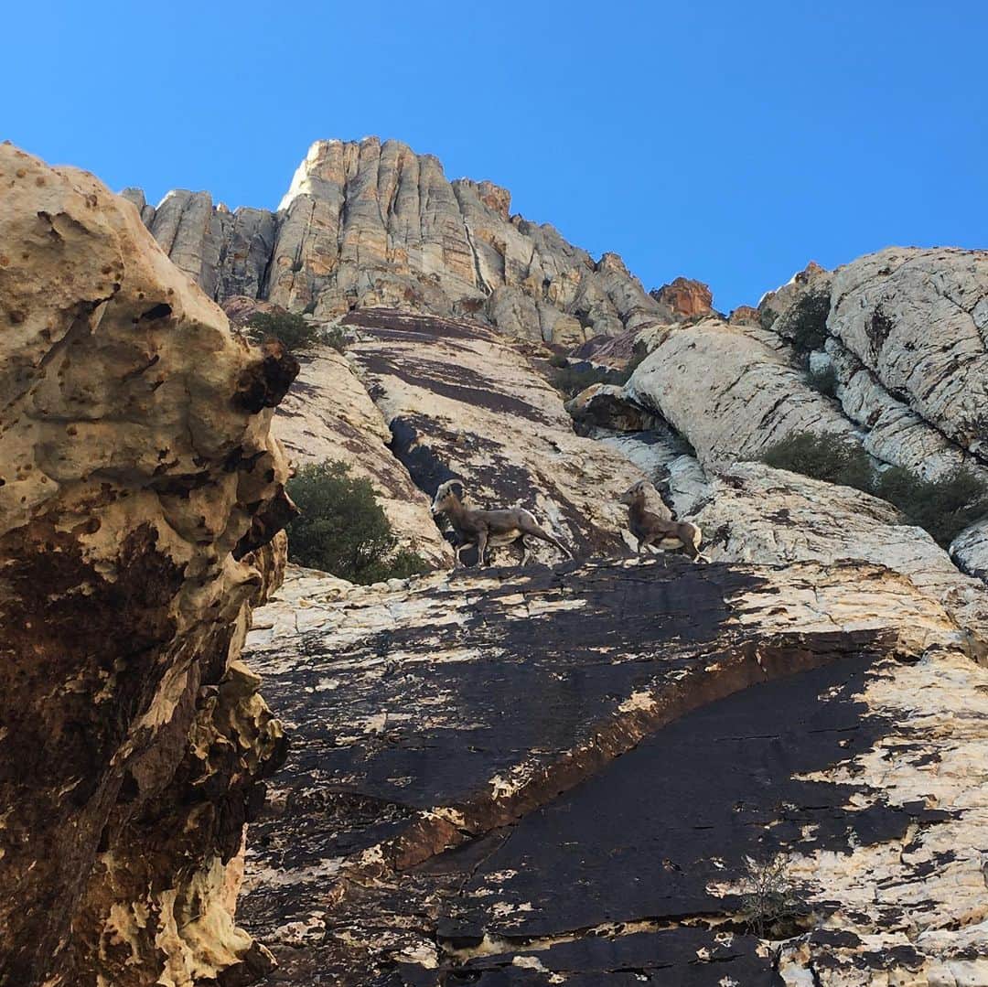 アレックス・オノルドのインスタグラム：「Some bighorns passed me on pitch 2 of a scramble the other day - nothing makes you feel like a bad climber like having some ungulates run past you at full speed.  But then on the hike out I found this deer with it’s spine ripped out, presumably by a mountain lion. Full on circle of life going on in Red Rock...」