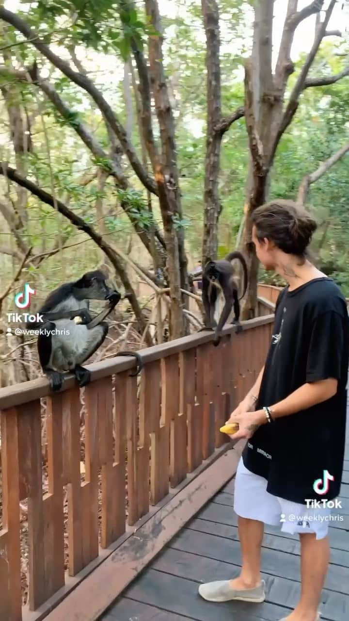 Christian Collinsのインスタグラム：「🐒 🍌」