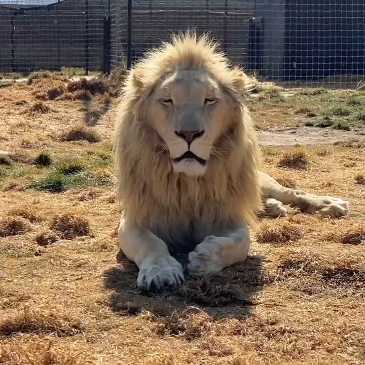 Black Jaguar-White Tiger のインスタグラム