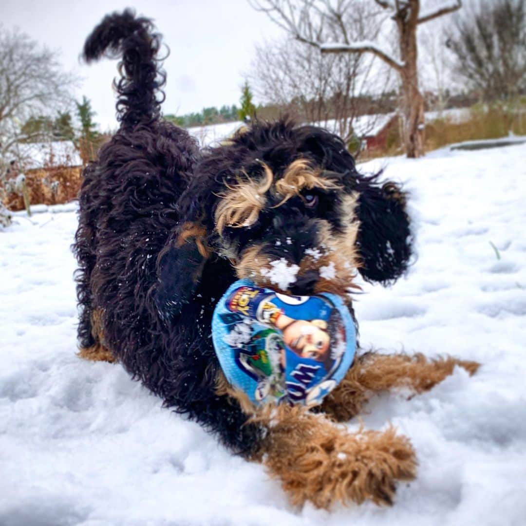 FluffyPackさんのインスタグラム写真 - (FluffyPackInstagram)「Sorry kid...this is my ball now!😎 #Bandit」1月12日 2時30分 - fluffypack