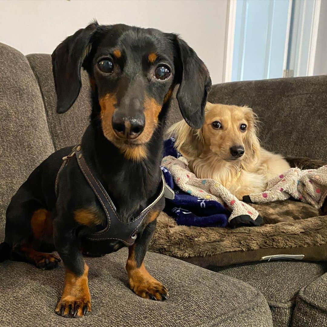 Crusoe the Celebrity Dachshundのインスタグラム：「“UPDATE: I wanted to wait until after Oakley’s recent episode to give you guys this update.. But since mid-December, my liver enzymes have jumped to double even their previous elevated “range” that they seemed to stay within before. So, it’s clear they aren’t heading in the right direction😞. I am now in New York visiting @cornellvet where I’ll be meeting with their liver specialists (some of the best in the world), and likely go for a biopsy. We are heartbroken it has even come to this point. This has been such a long emotional rollercoaster for us, and although we are obviously very concerned, we have faith and confidence that the excellent team at Cornell will help us find some answers, and hopefully a solution... I however am still acting and behaving my normal self. I continue to appreciate all the love and support from my fans, and will provide another update in a week or so when we have some more info.” ~ ❤️Crusoe」