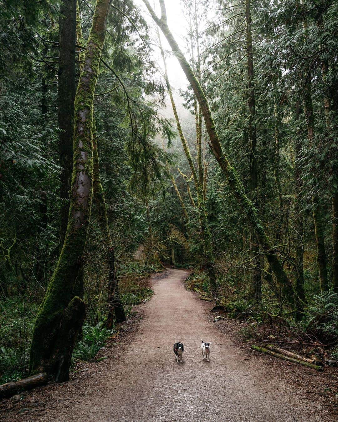 Andrew Knappのインスタグラム：「I’m not sure my voice has value right now, but if you needed a photo of a couple dogs on a rainy walk, I gotchu.  And while I’m here, thank you to all the front line workers, to everyone staying home, to everyone putting others first. I keep thinking about the indigenous mindset Cody Two Bears shared, “instead of thinking I was born with rights, I choose to think I am born with obligations to serve past, present, and future generations and the earth.”   (You can find Cody on Twitter at C2bears4)」